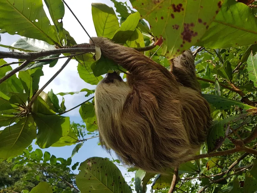 Puerto Lim&oacute;n: City Highlights & Cahuita National Park Tour