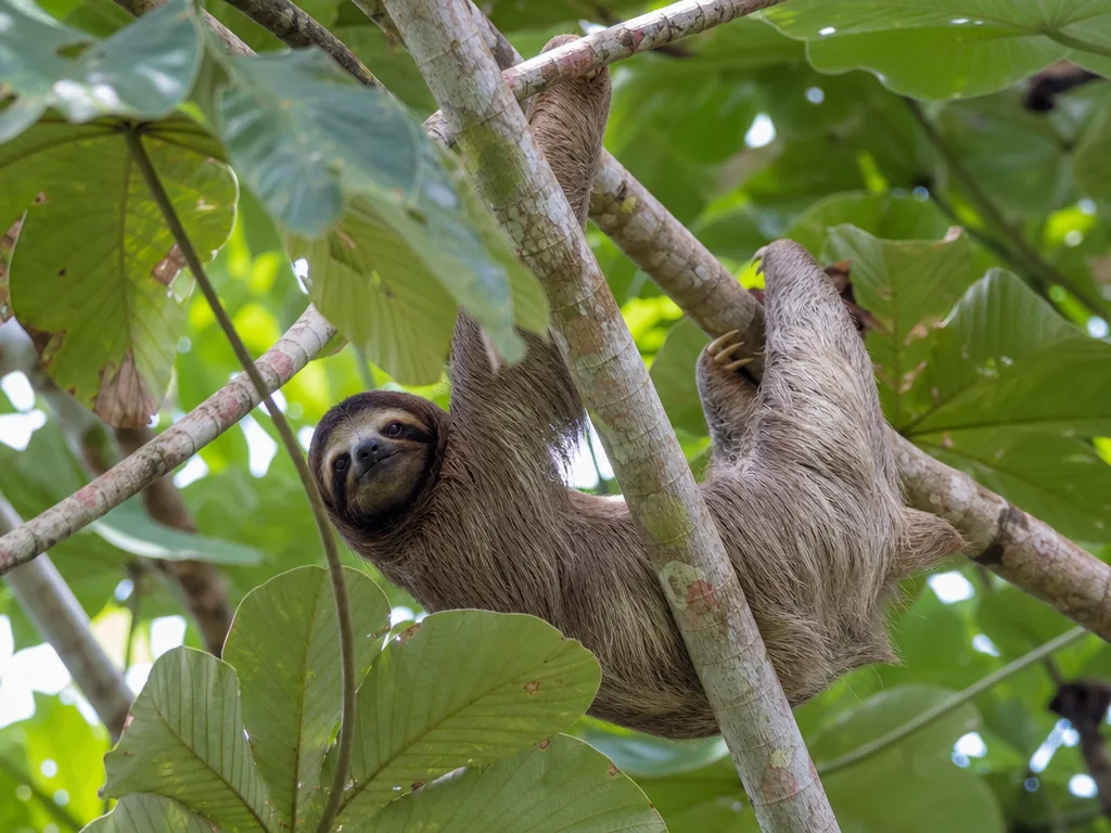 Sloth in a palm tree on the downtown waterfront